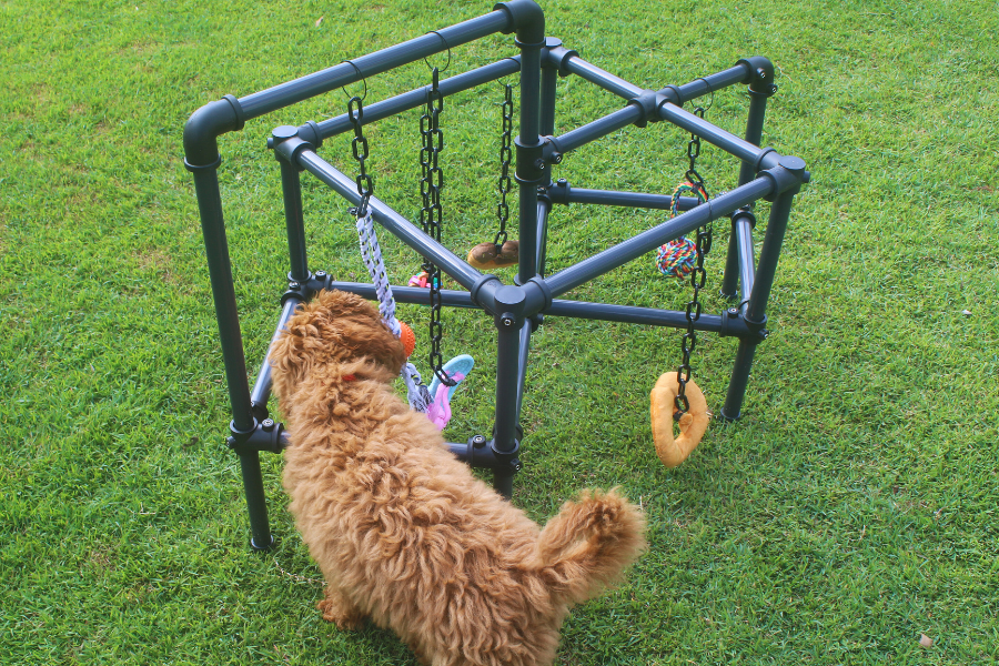 Puppy Play Gyms