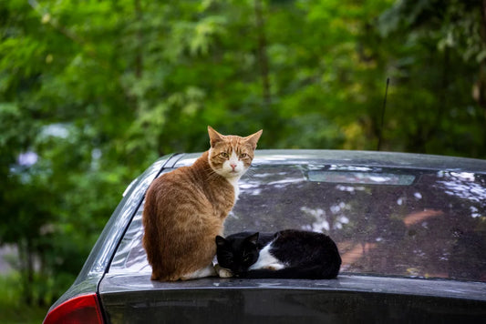 What to Do If Your Cat Gets Hit by a Car: A Quick Guide to Getting Help