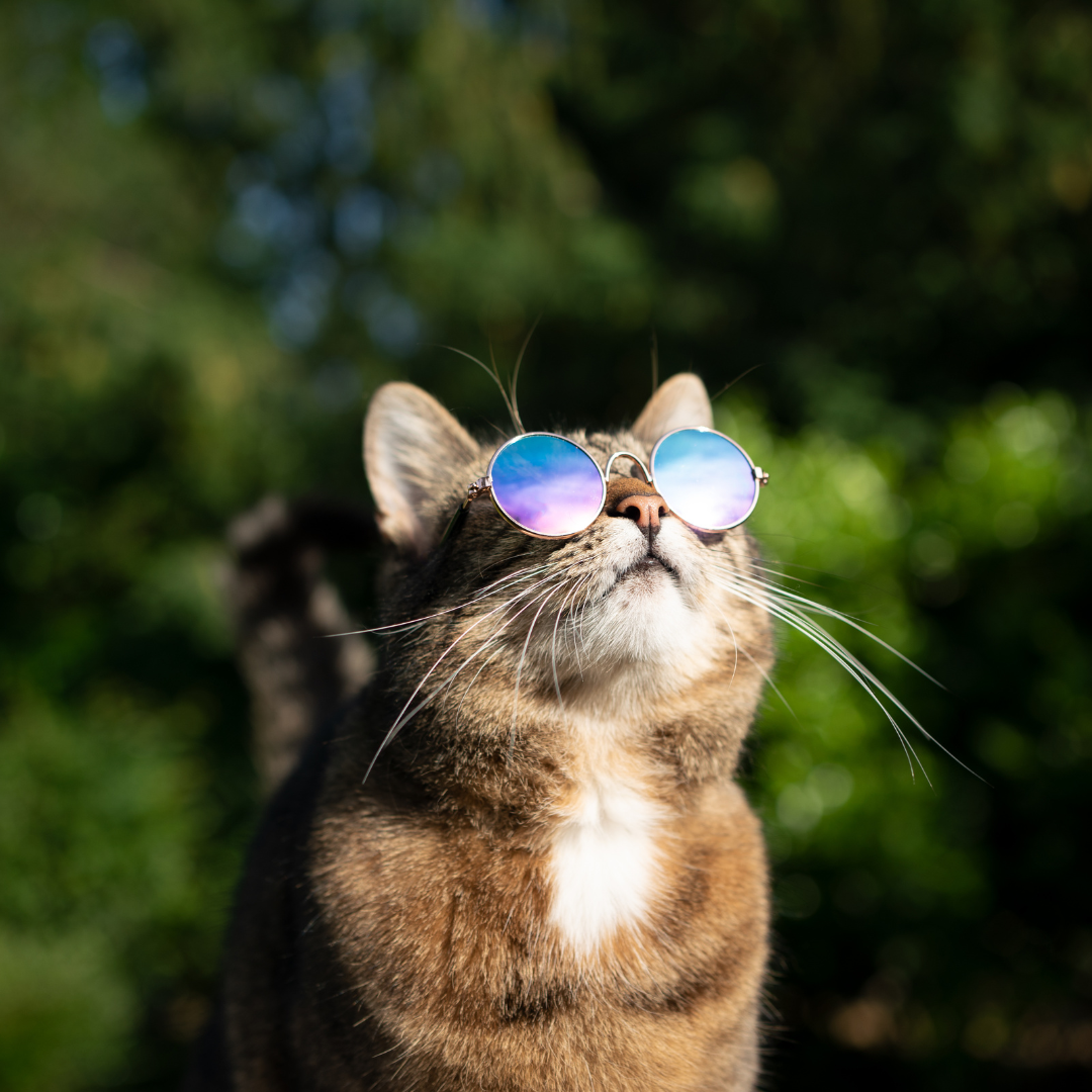 Let Your Cats Roam Free: The Benefits of Outdoor Time