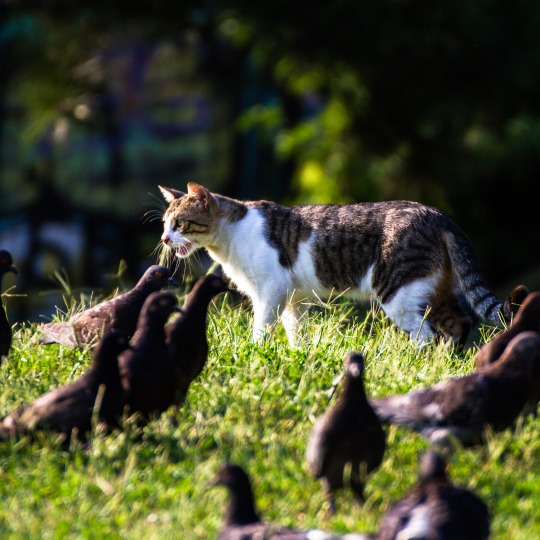 Feline Freedom vs. Avian Safety: A Balancing Act