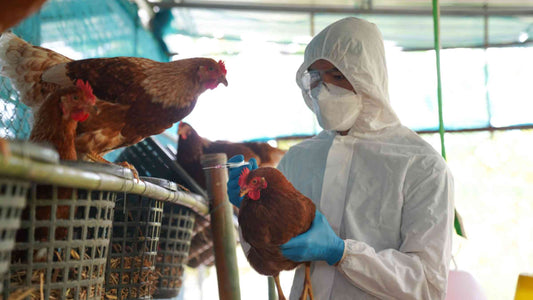 Man in safety suit treating chickens for Bird Flu