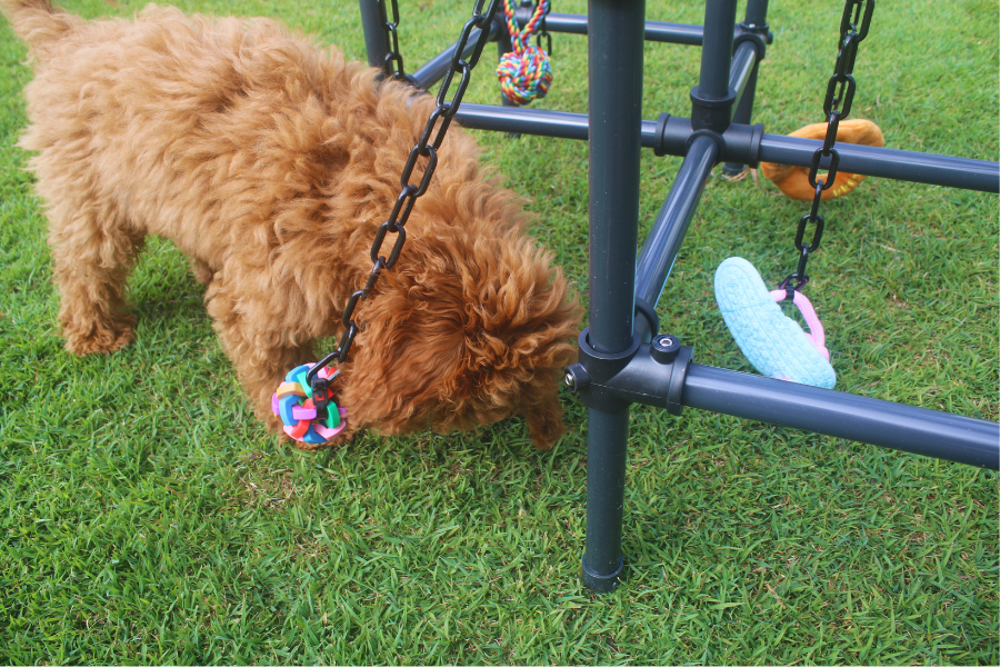 Puppy Play Gym  - Lunar