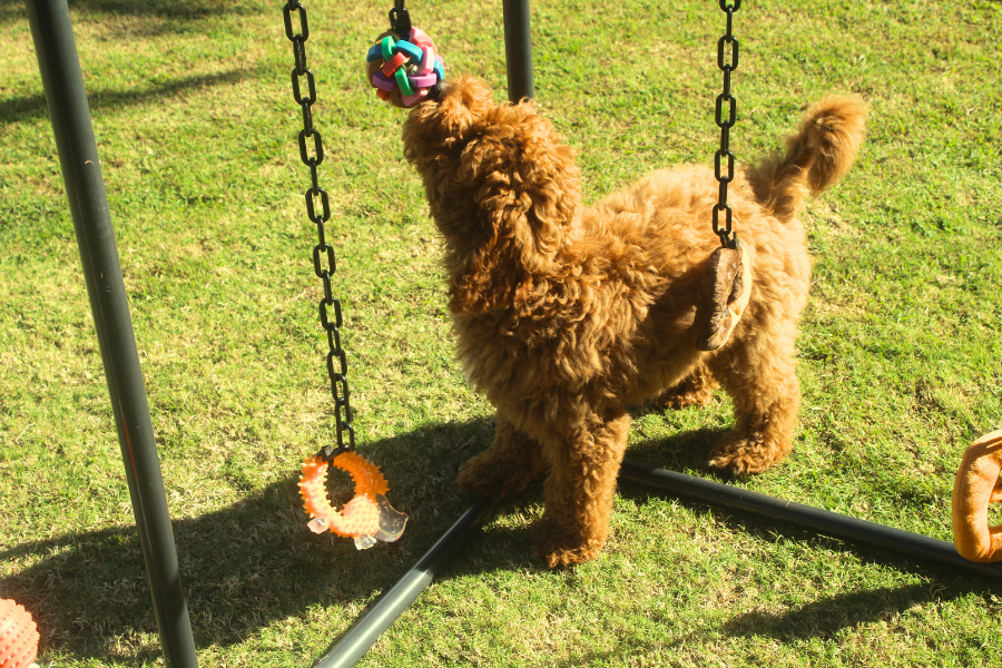 Puppy Play Gyms