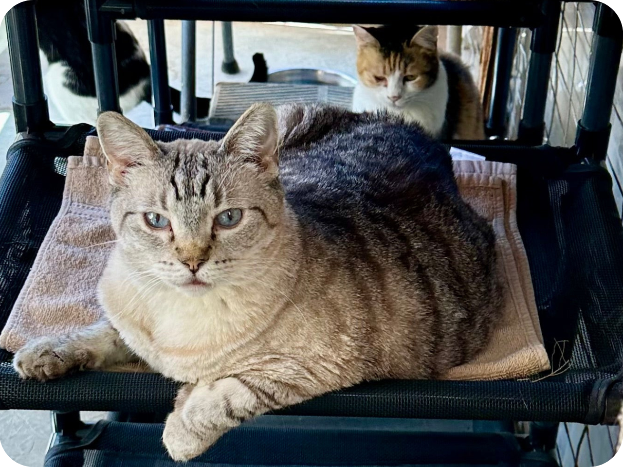 Cat Hammock | Rectangle