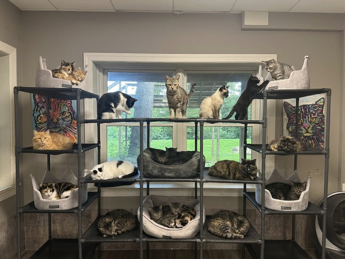 Multiple cats on a multi-level cat tree with a window in the background