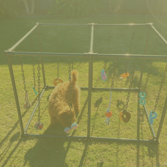 LuxeyPets Puppy Play Gym (Explore) Set up on grass with puppy playing 